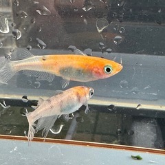 メダカ 松井鰭長三毛猫 1ペア＋メスの画像