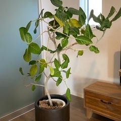 観葉植物の画像