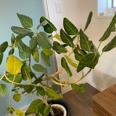 観葉植物の画像