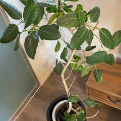 観葉植物の画像