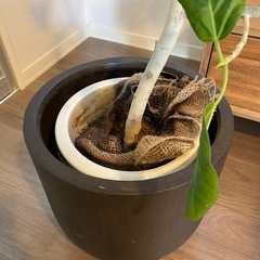 観葉植物の画像