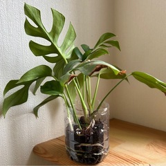 ヒメモンステラの画像