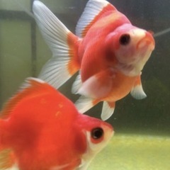 2025年感謝祭　福ダルマ/玉サバの画像