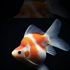 2025年感謝祭　福ダルマ/玉サバの画像