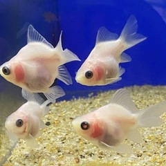 2025年感謝祭　福ダルマ/玉サバの画像