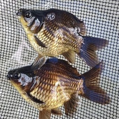 2025年感謝祭　福ダルマ/玉サバの画像