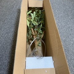 新品　Nearly Natural 人工樹木 オリーブ ホワイトの画像