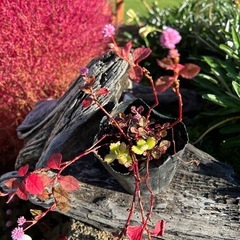 ヒメツルソバの苗　1苗の画像