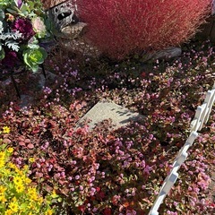 ヒメツルソバの苗　1苗の画像