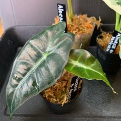 アロカシア3種セット①
の画像