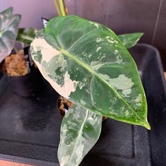 アロカシア3種セット①
の画像