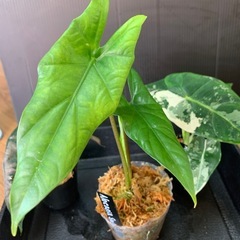 アロカシア3種セット①
の画像