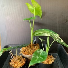 アロカシア3種セット①
の画像