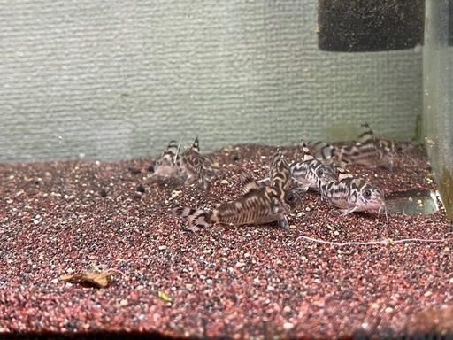 コリドラスゼブリーナCW111