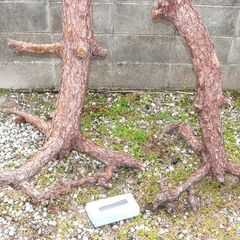 配達先決定🚚　無料配達します🚚キャンプ・薪木に！💖大きい松の木💖2本セット💖の画像