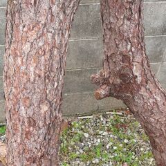 配達先決定🚚　無料配達します🚚キャンプ・薪木に！💖大きい松の木💖2本セット💖の画像