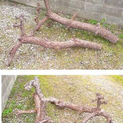 配達先決定🚚　無料配達します🚚キャンプ・薪木に！💖大きい松の木💖2本セット💖の画像