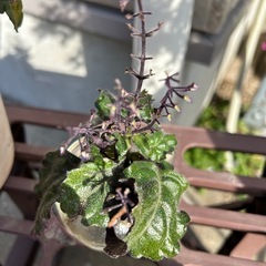 プレクトランサス　モナラベンダー　1株　の画像