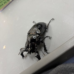 タランドゥス新成虫ペア81×54の画像