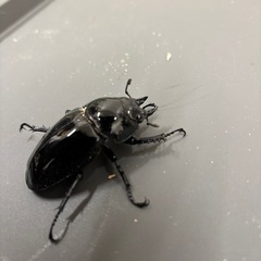 タランドゥス新成虫ペア81×54の画像