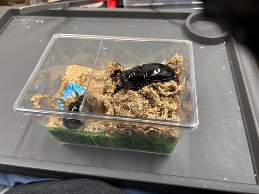 タランドゥス新成虫ペア81×54