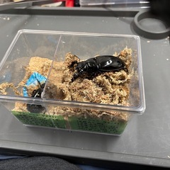 タランドゥス新成虫ペア81×54の画像