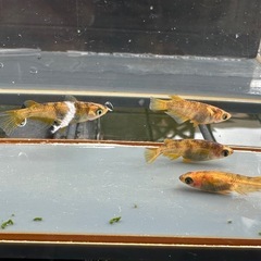 メダカ 和墨美虎🐯 2ペア＋オスの画像