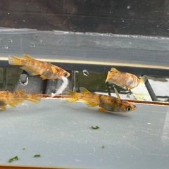 メダカ 和墨美虎🐯 2ペア＋オスの画像