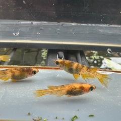 メダカ 和墨美虎🐯 2ペア＋オスの画像