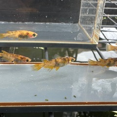 メダカ 和墨美虎🐯 2ペア＋オスの画像