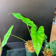 アロカシア3種セット②の画像