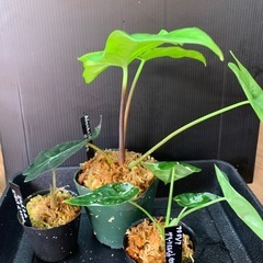 アロカシア3種セット②の画像