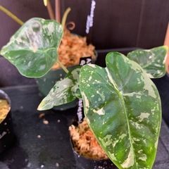 アロカシア3種セット②の画像