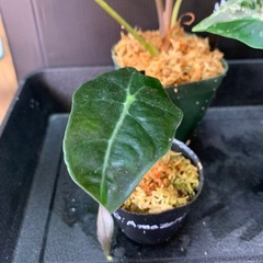 アロカシア3種セット②の画像