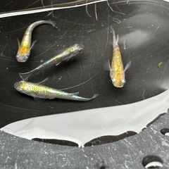 メダカ 花魁 1ペア＋メスの画像