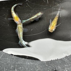 メダカ 花魁 1ペア＋メスの画像