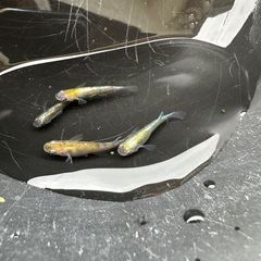 メダカ 花魁 1ペア＋メスの画像