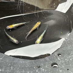 メダカ 花魁 1ペア＋メスの画像