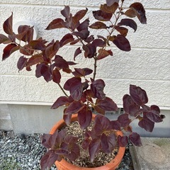 ライラックの画像