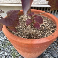 ライラックの画像