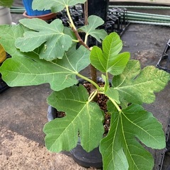 いちじく苗木 アルマ
の画像