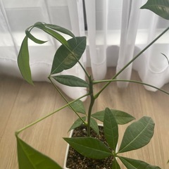 観葉植物　実生パキラの画像