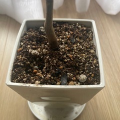 観葉植物　実生パキラの画像