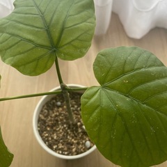 観葉植物　ウンベラータの画像