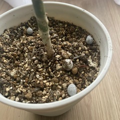 観葉植物　ウンベラータの画像