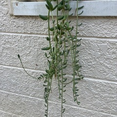 多肉植物・アーモンドネックレスの画像