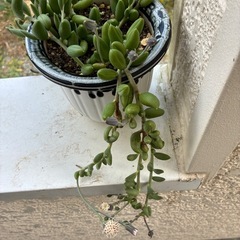 多肉植物・アーモンドネックレスの画像
