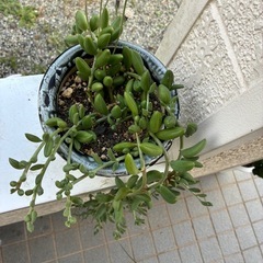 多肉植物・アーモンドネックレスの画像