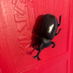 子どもの小遣い稼ぎ　カブトムシ　標本　の画像