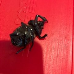 子どもの小遣い稼ぎ　カブトムシ　標本　の画像